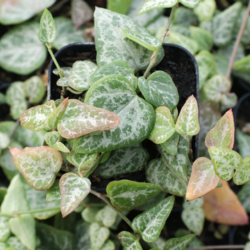 Ceropegia woodii 'String of Arrows' - February