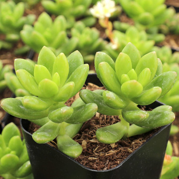 Sedum lucidum - March