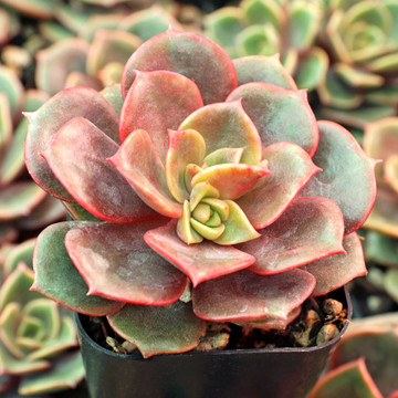 Echeveria | Echeveria Types | Echeveria Succulents
