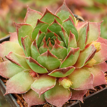 Sempervivum 'Joybelle' - March