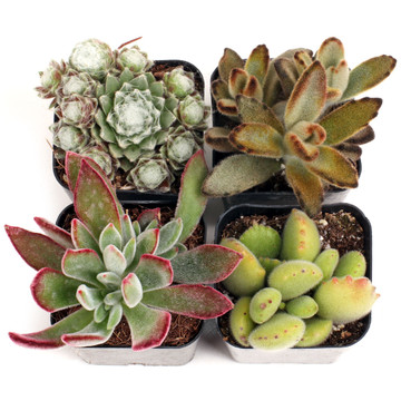 Fuzzy Succulent Set of 4 Types - 2in Pots w/ ID
