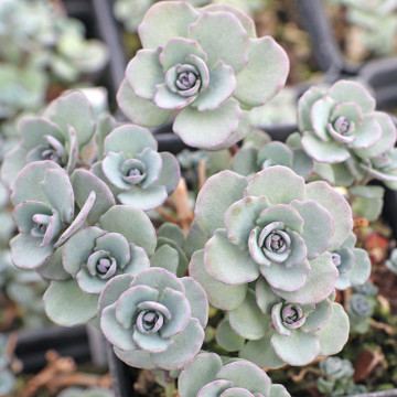 Sedum cauticola 'Lidakense' - Pink Stonecrop