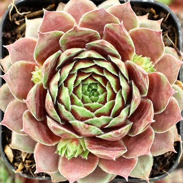Sempervivum 'Pacific Deep' - April