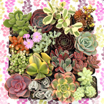 Succulent Mama Gift Box of 16