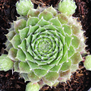 Sempervivum 'Kristina' - May