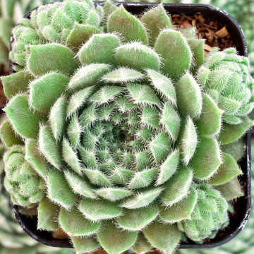 Sempervivum 'Highland Mist' - May