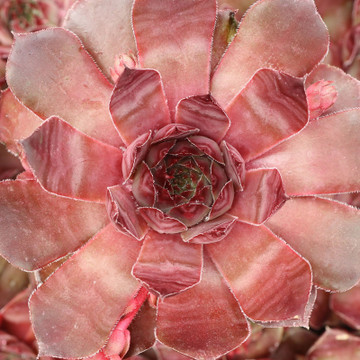 Sempervivum 'Adeltruid' - May