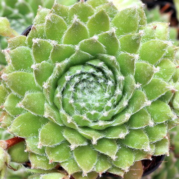 5 of 4234
Sempervivum 'Zilver Slipper' - June