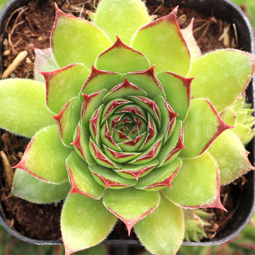 Sempervivum 'Kimono' - June