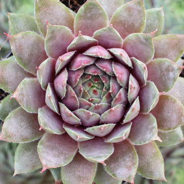 Sempervivum 'Grey Ghost' - June