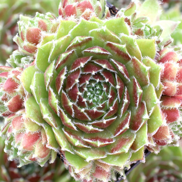 Sempervivum 'Gulle Dame' - June