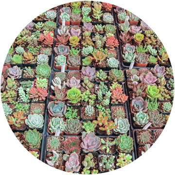 MCG 20 Special™ Bulk Succulent Assortment - 20 Types - 2in Pots - Assorted Varieties