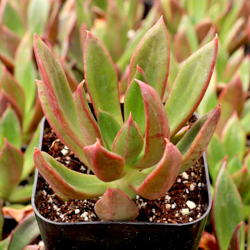 Echeveria pinetorum - July