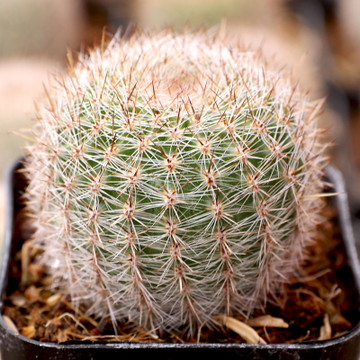 Echinopsis aurea - July