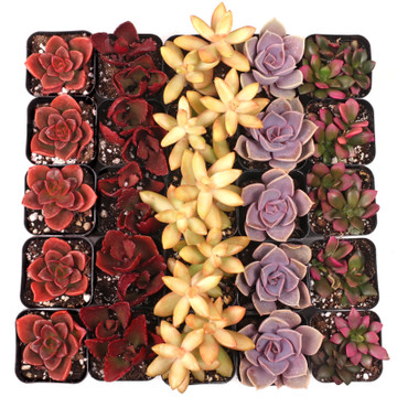 MCG Nuthin' But Color™ 25 Bulk Succulents - 5 Types - 2in Pots - Winter