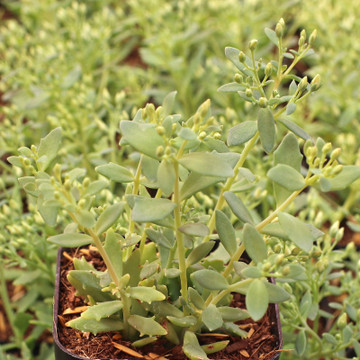 Sedum 'Thundercloud' - August