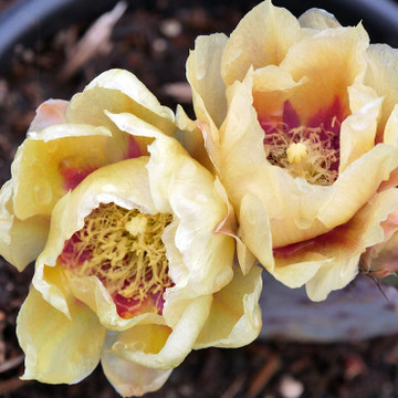 Opuntia 'Goldie Rita'