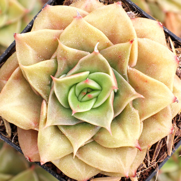 Echeveria 'Gold Flame' - Summer