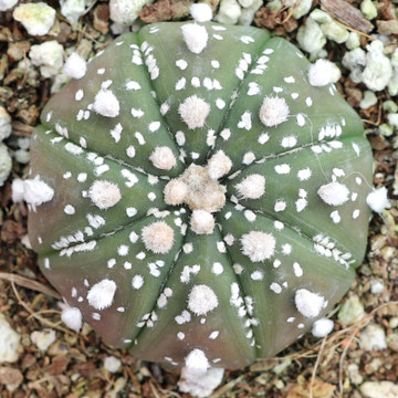 Astrophytum asterias