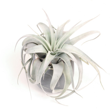 Moai Xerographica Bowl (grey) - Plant included