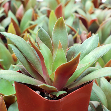 Crassula orbicularis var. rosularis