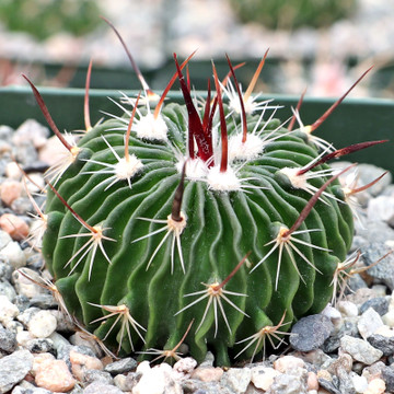 Stenocactus multicostatus