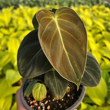 Philodendron melanochrysum - Black-Gold Philodendron