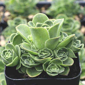 Aeonium dodrantale - Mountain Rose - June