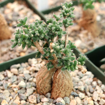 Caudiciform & Bulb Succulents | Mountain Crest Gardens®