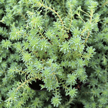 Sedum hispanicum var. minus - March