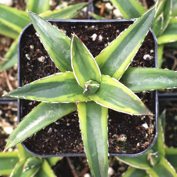 Agave victoriae-reginae f. variegata - Variegated Queen Victoria Agave