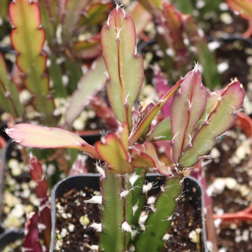 Lepismium cruciforme - Hurricane Cactus