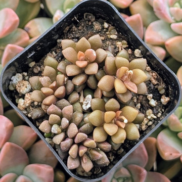 Anacampseros retusa