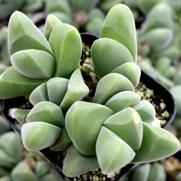 Gibbaeum dispar - Top