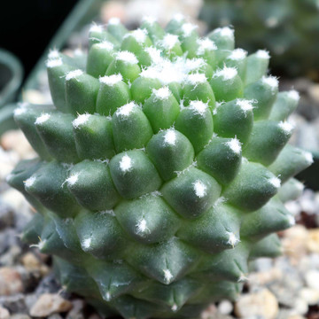 Mammillaria polythele 'Toluca' - March