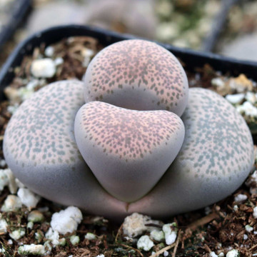 Lithops localis - Local Living Stone - April