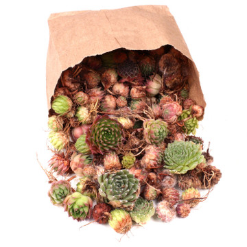 Mini Sempervivum (Hens & Chicks) Assorted Unrooted - 1/2 lb. Bag (200-250)