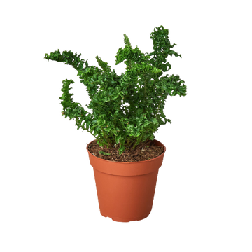 'Emina' Fern - 4" Pot
