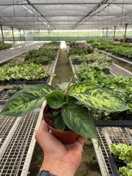 Homalomena wallisii 'Camouflage'