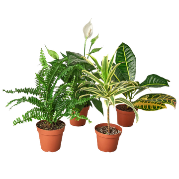 Air Purifying Variety Bundle