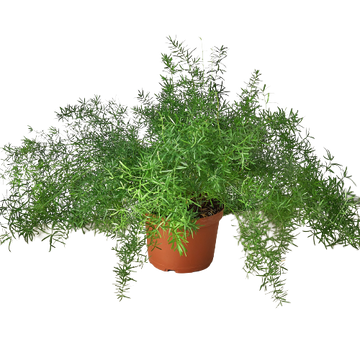 Fern 'Sprengeri'