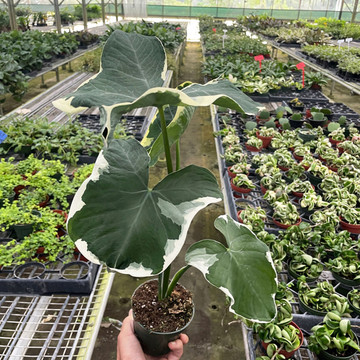 Alocasia 'Mickey Mouse' (Xanthosoma sagittifolium 'Variegatum Monstrosum')