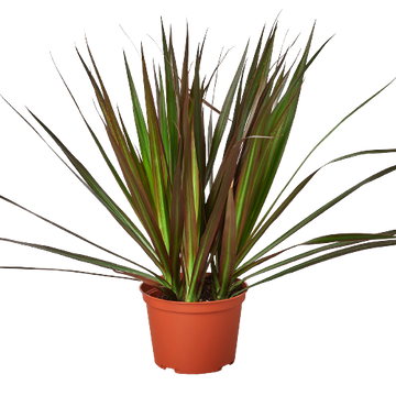 Dracaena 'Marginata Magenta'