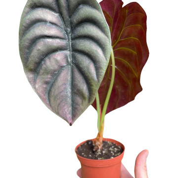 Alocasia 'Red Secret'