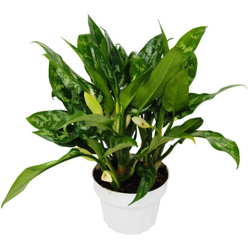 Chinese Evergreen 'Maria' - Aglaonema