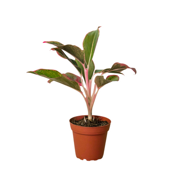 Chinese Evergreen 'Red Siam' - Aglaonema