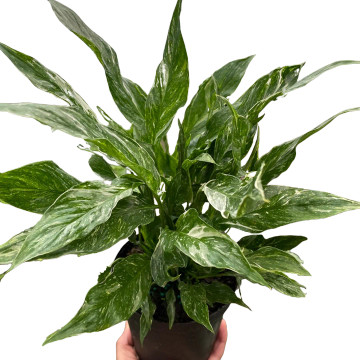 Variegated Spathiphyllum 'Domino'