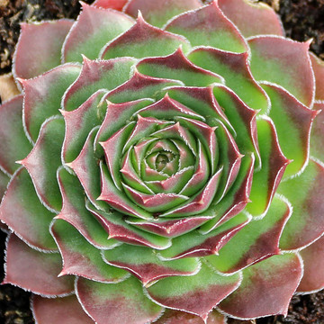 Sempervivum heuffelii 'Wotan'