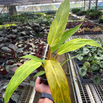 Philodendron 'Orange Marmalade'