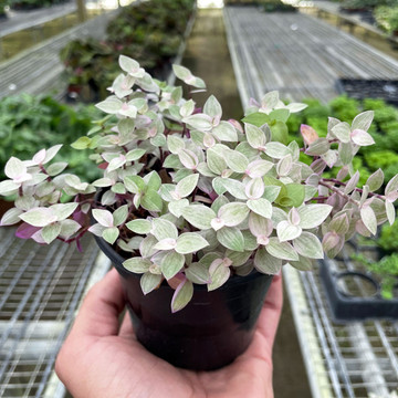 Tradescantia Callisia 'Pink Panther'